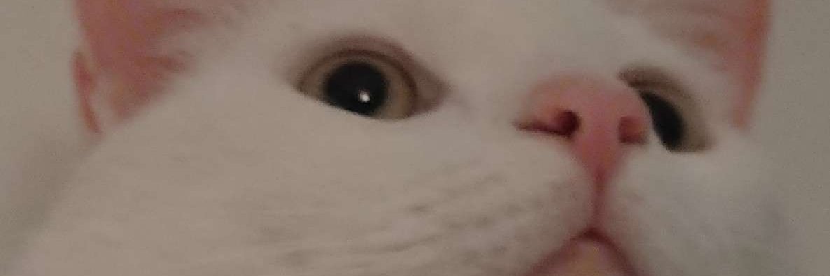 Zobellin's profile banner image