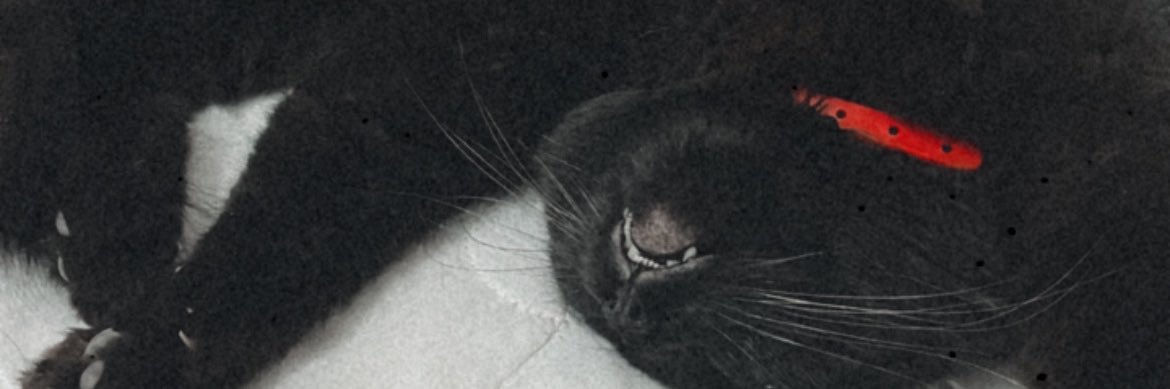 lllucws's profile banner image