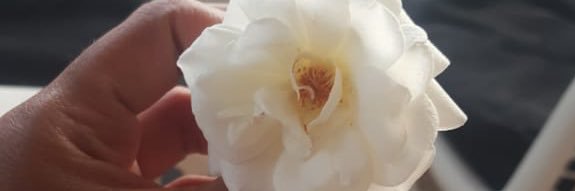 Ariann91's profile banner image
