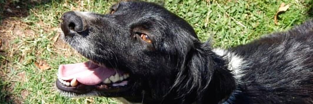 Le✗- 🇦🇷⭐️⭐️⭐️🇦🇷 banner