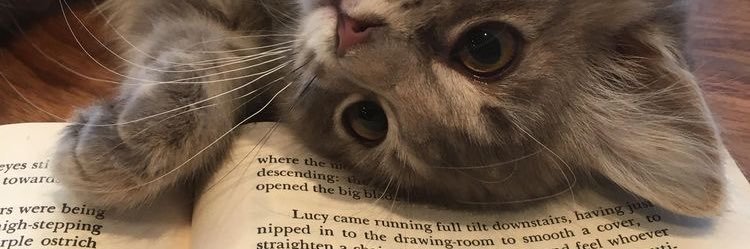 qistinaryn's profile banner image