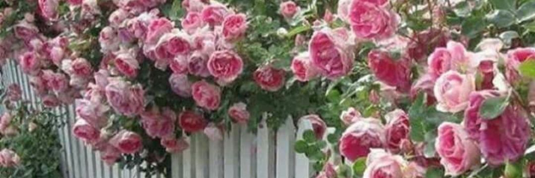 verodesiles's profile banner image