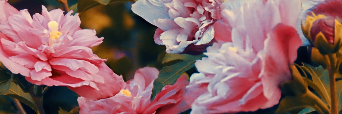 GwynTeddy's profile banner image