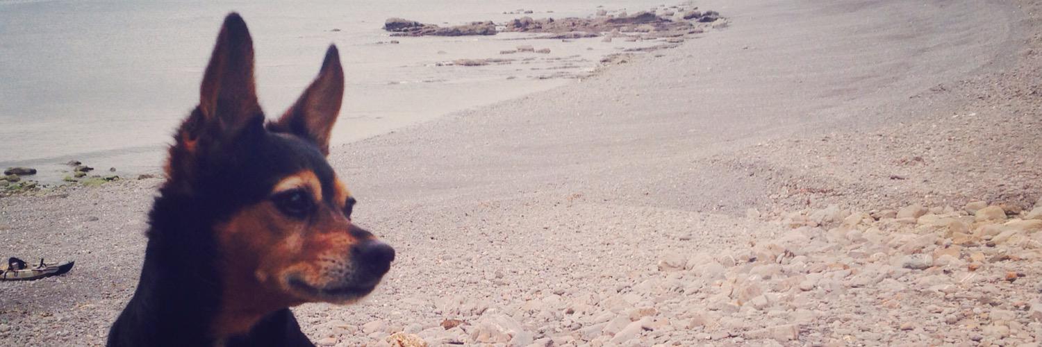 LOVESNIFFYS's profile banner image
