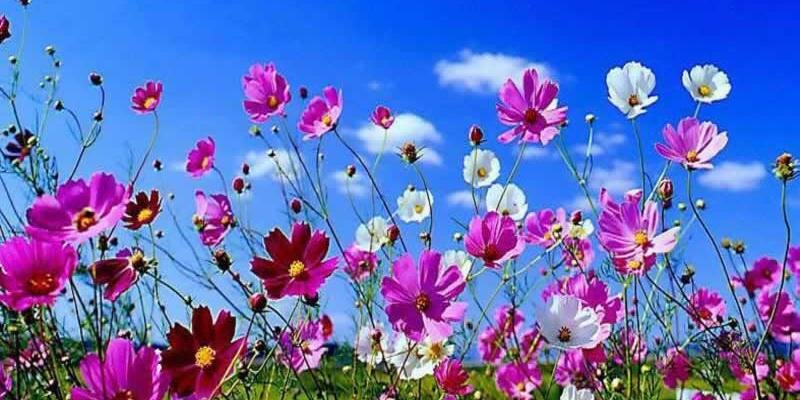 DimasDimple_'s profile banner image