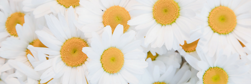 CountryClubCent's profile banner image