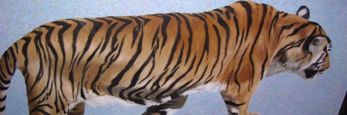 Bhambengalbabe's profile banner image