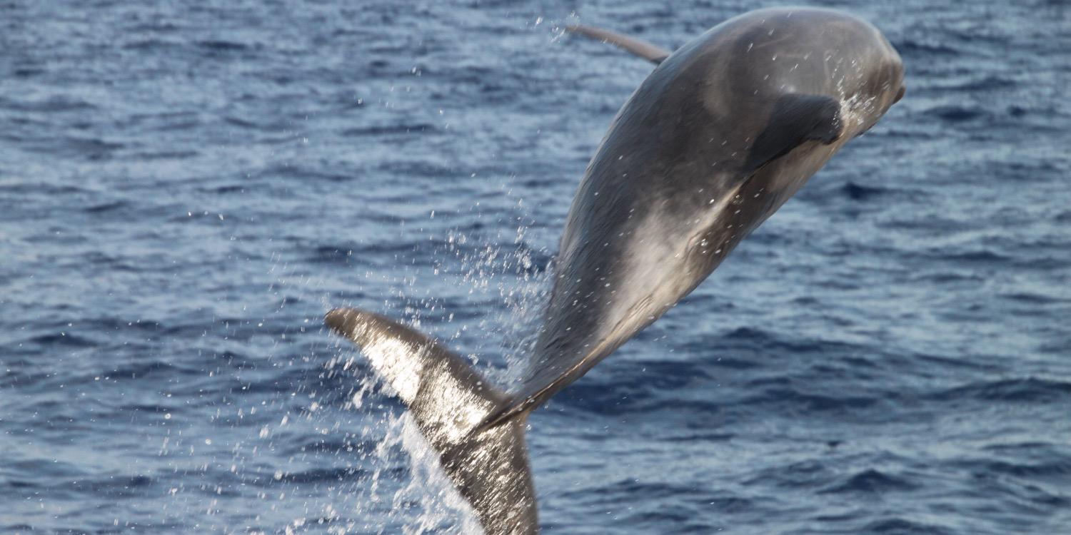 Míriam Salim banner