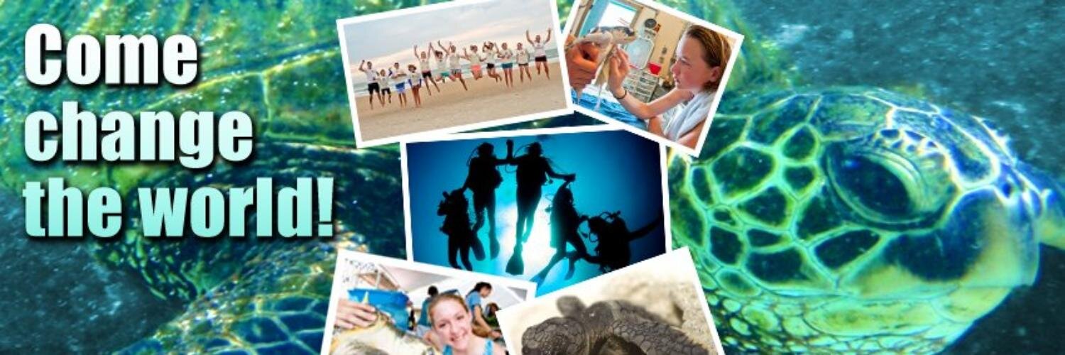 SeaTurtleCamp's profile banner image