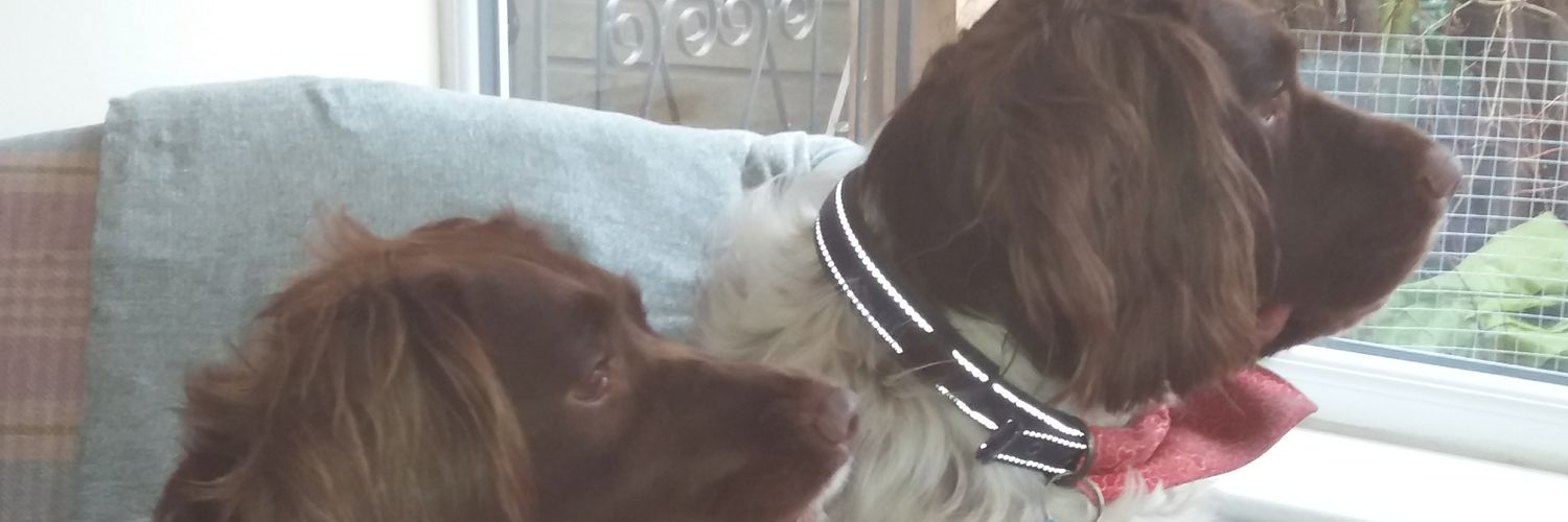 deboranewall's profile banner image