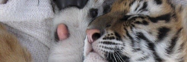 RIT_Sleepers's profile banner image