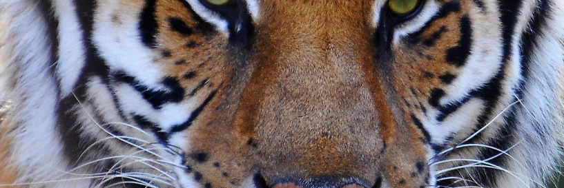 Leonel Carvalho Jr. banner