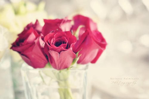 Nadira octova banner