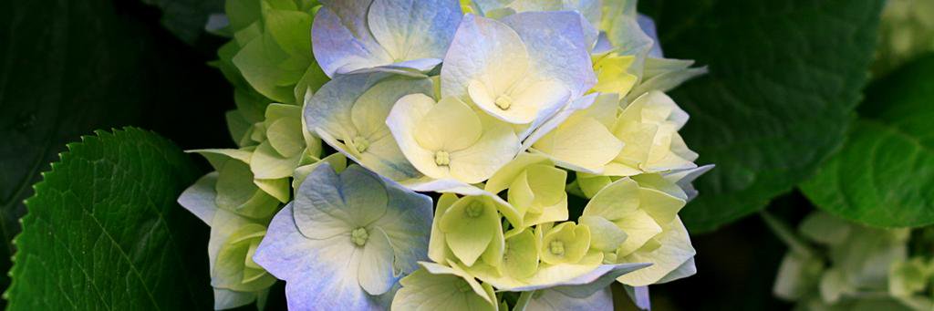 Avelina Tovar banner