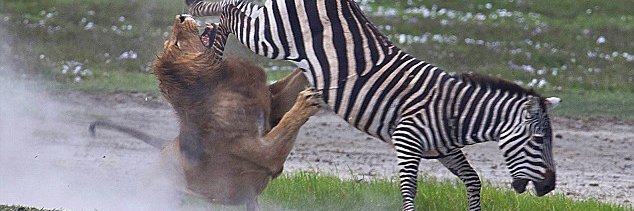 Connecticut Yankee Joe banner