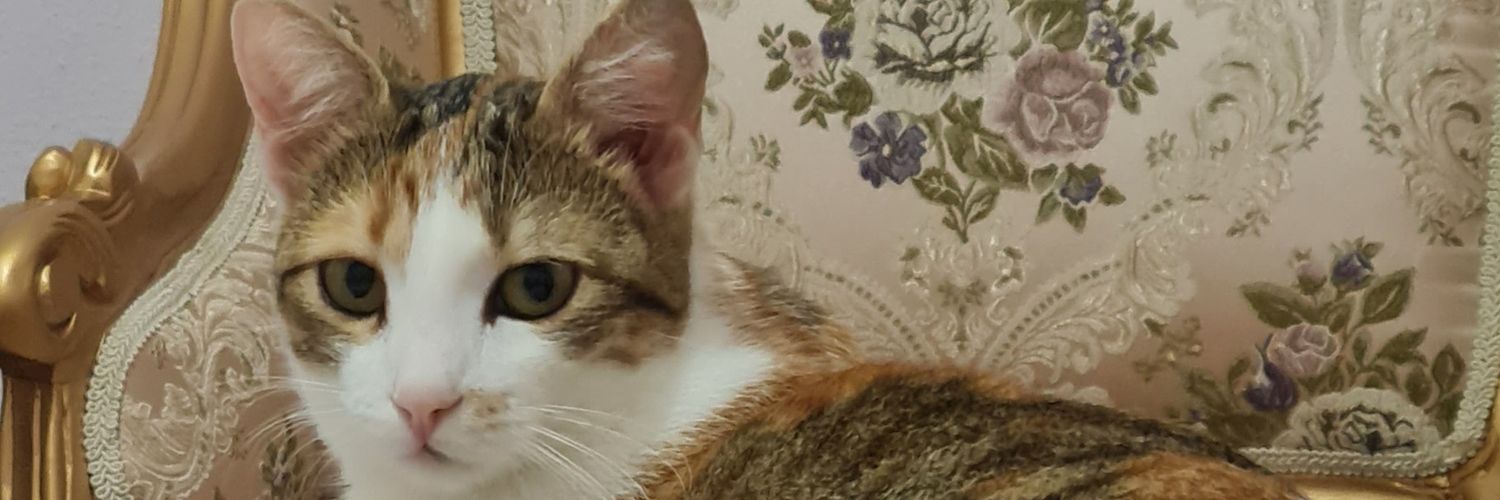 Aysuncevik16's profile banner image