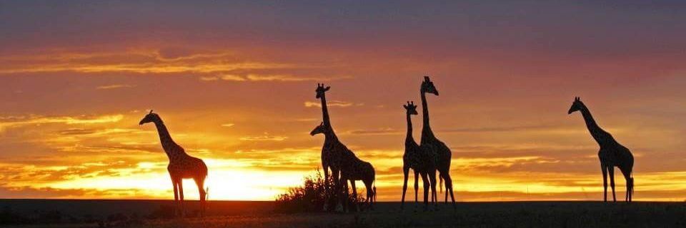 blessmthethwa's profile banner image