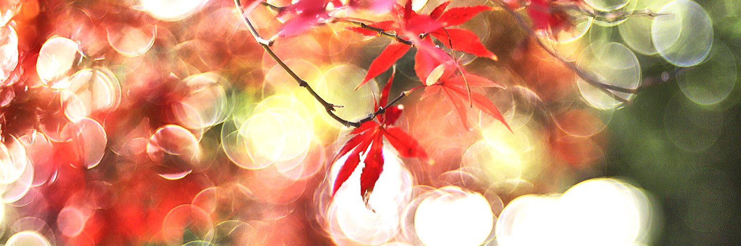 nobuar's profile banner image