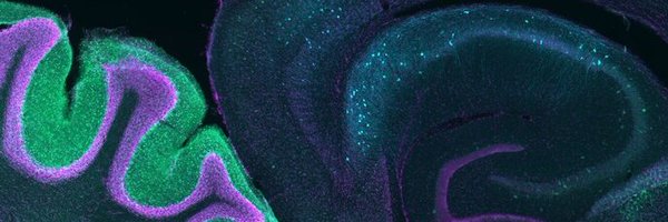 WWNeuRise Profile Banner