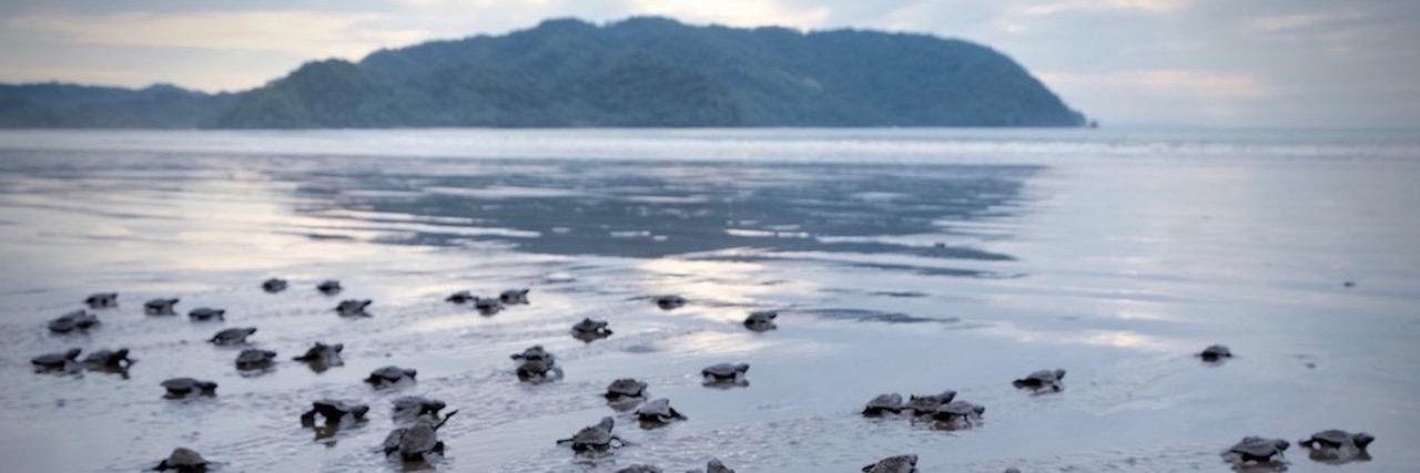 Tambor Bay Turtles / Tortugas Bahía Tambor banner