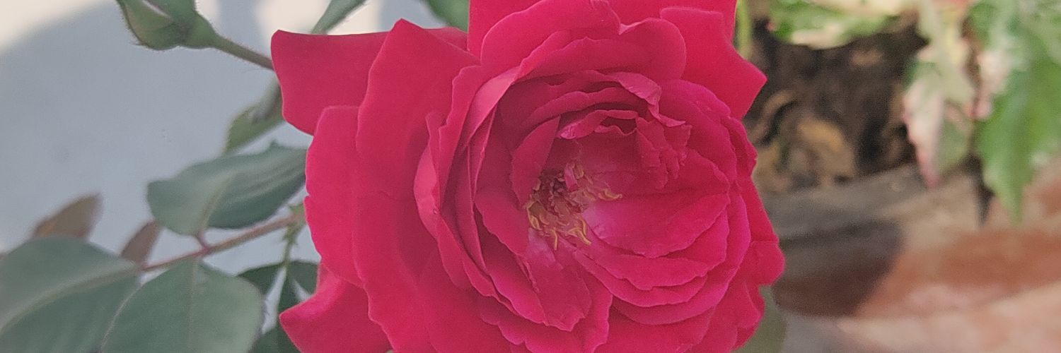 RandomT87028948's profile banner image
