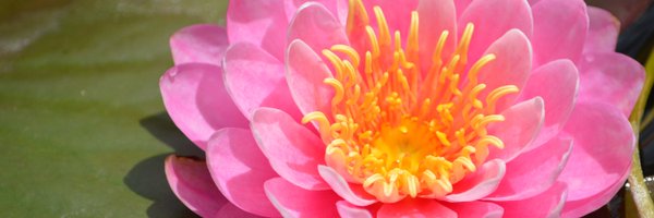 LinahunGaming Profile Banner