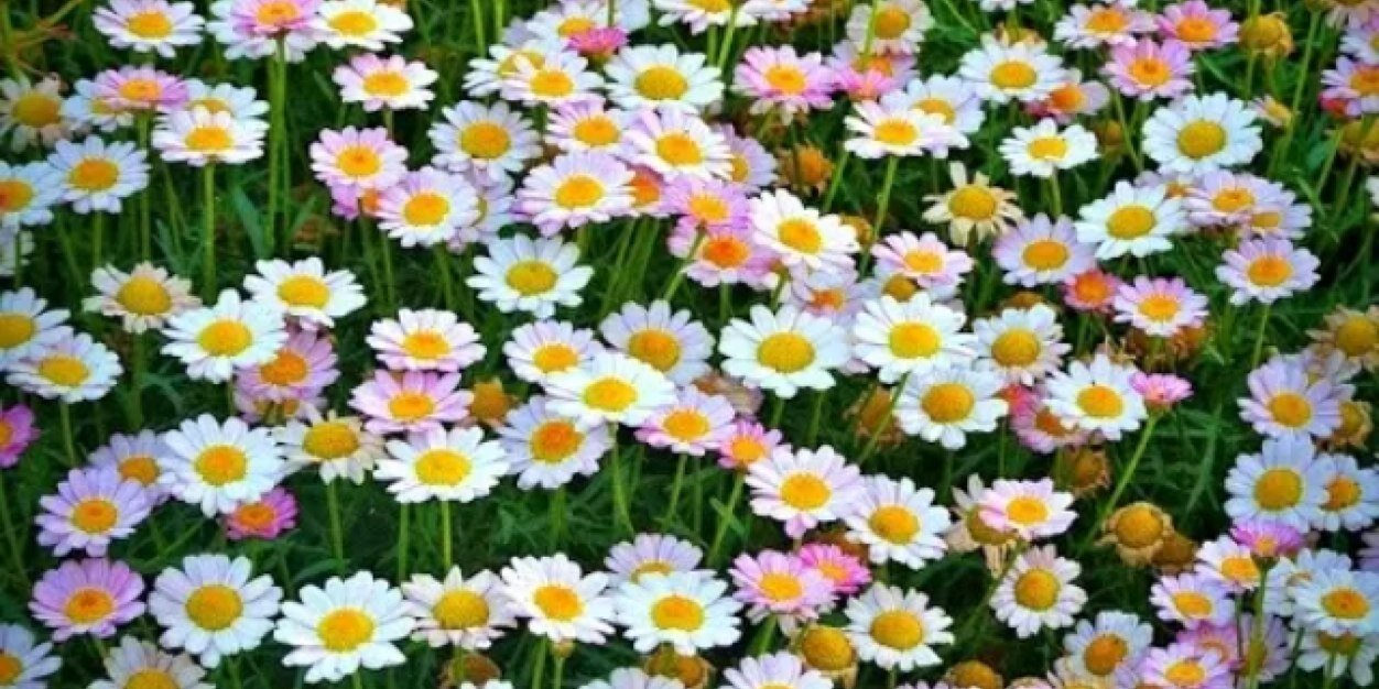 LaleAvu's profile banner image