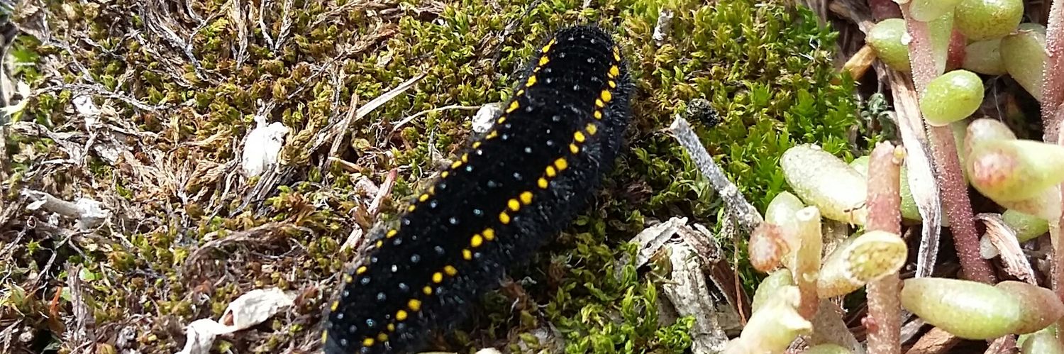 Simona Bonelli banner