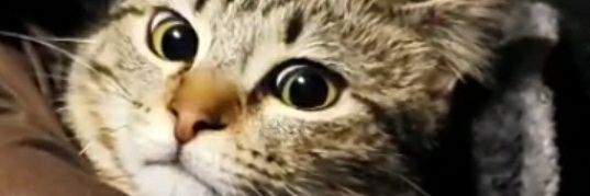 xoraxis_'s profile banner image