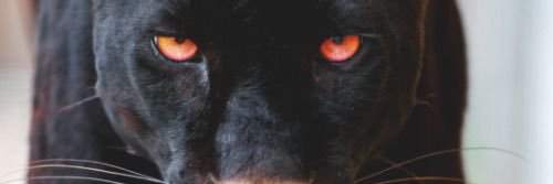 4OneMan's profile banner image