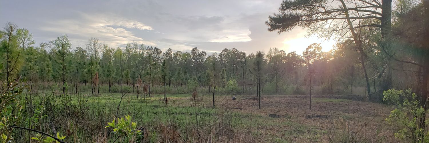 Camojo98's profile banner image