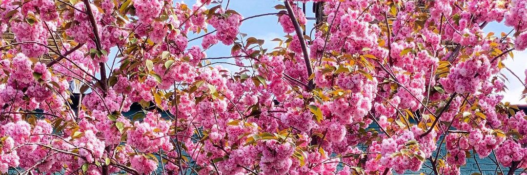 Nidi🌻 banner