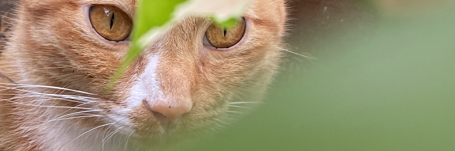 mtjii's profile banner image