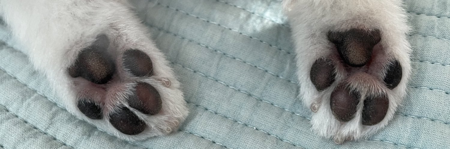 ssonimgrgj's profile banner image
