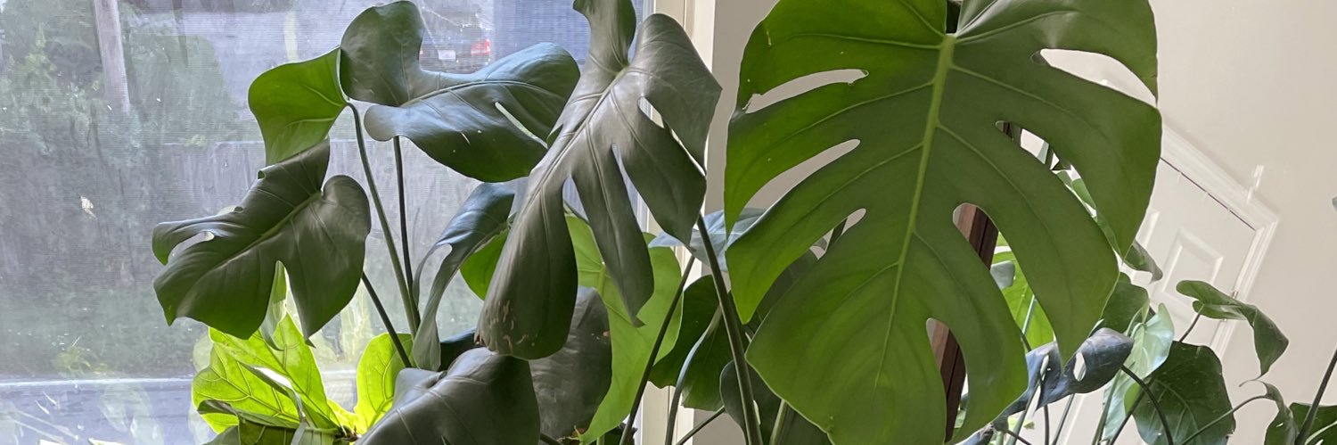 Houseplant Papi banner