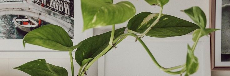 desiht's profile banner image