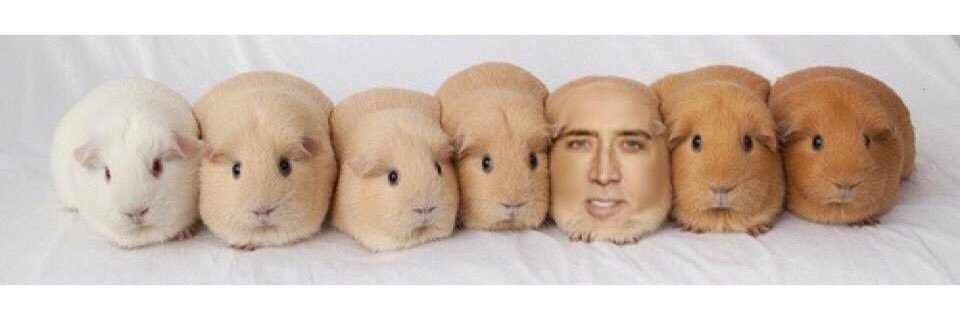 Lpmcniel's profile banner image
