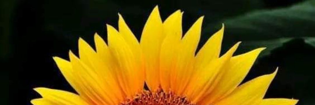 jne_nuez's profile banner image