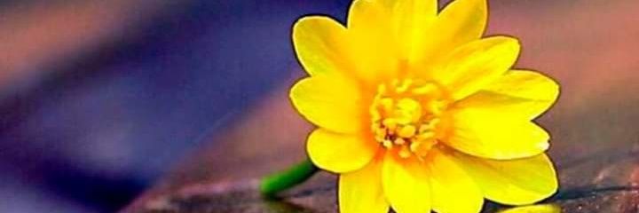 AstridAzucena22's profile banner image