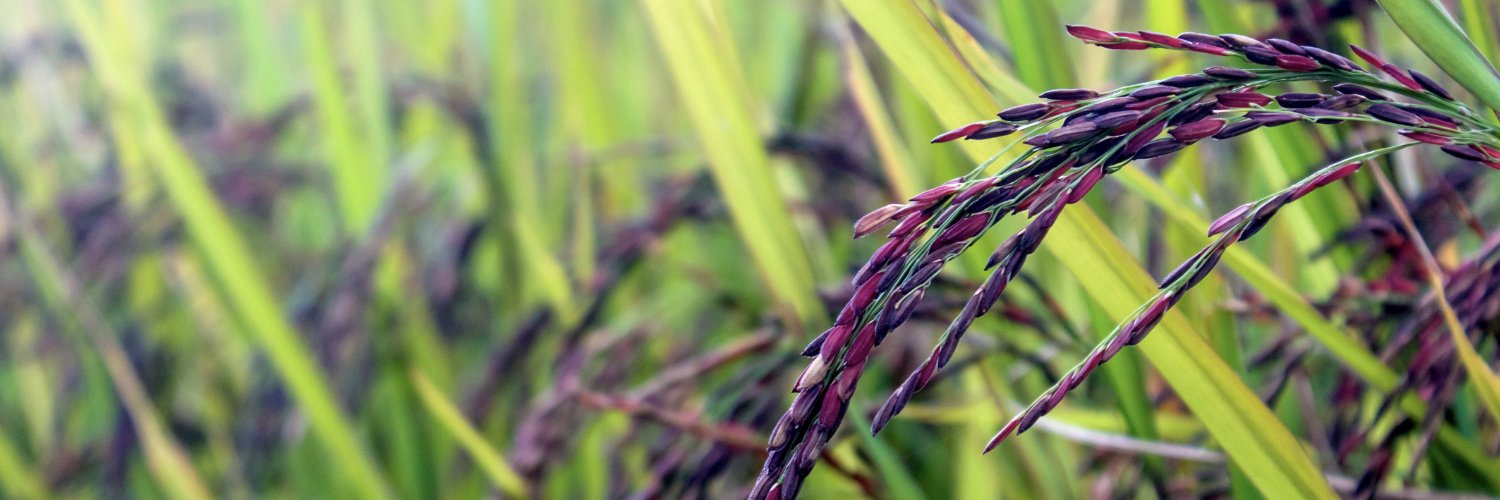 InHarvest's profile banner image