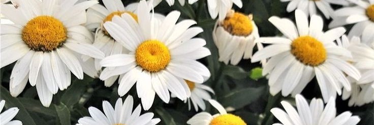 claukinder's profile banner image