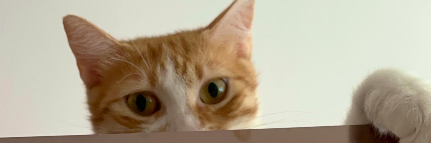 bsrdgrlictn's profile banner image