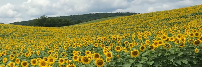 jekubi 🕊 🇺🇦 🌻 banner