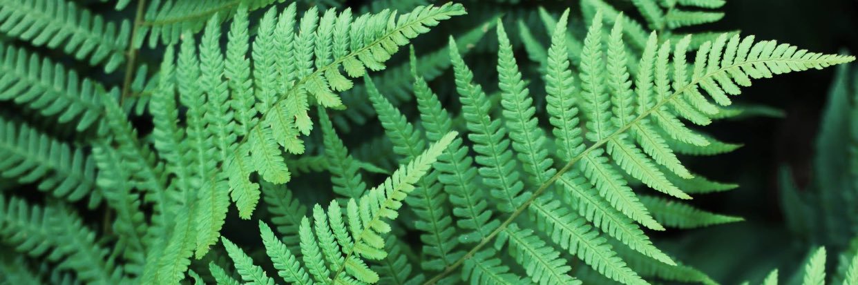 goncocchetto's profile banner image