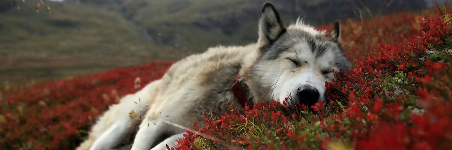 NicholasChow09's profile banner image