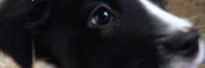 Diana ⚘🌻 dmelli75@gmail.com banner