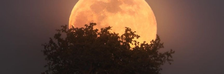 трис banner