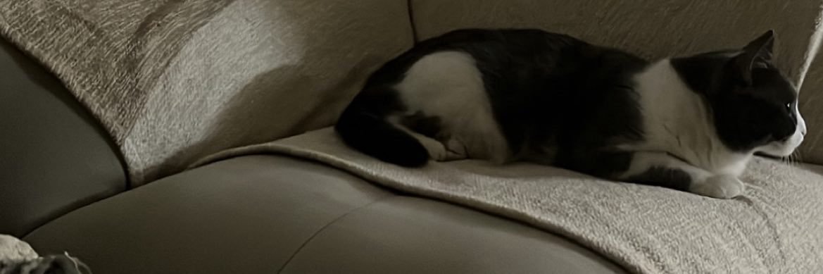 meow banner