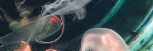 zp /rest banner