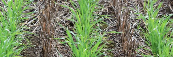 SANoTillAlex Profile Banner